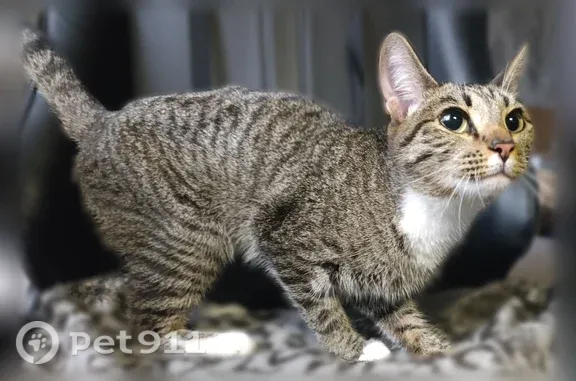 Найдена кошка, Пермь, фото: Найдена кошка, Калинина, д. 41, Пермь — сняли с дерева