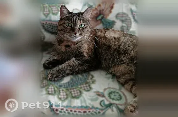 Найдена кошка Девочка, Иркутск (rf1257855) - photo