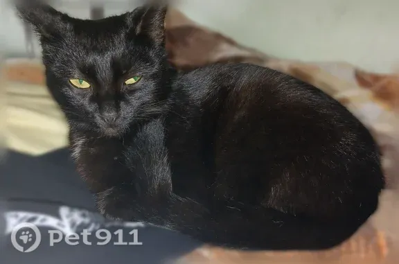 Найдена кошка, Соликамск, фото: Найдена кошка Девочка, Соликамск (rf1257875)