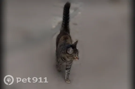 Найдена кошка, Иркутск, фото: Найдена кошка Девочка, Иркутск (rf1257877)