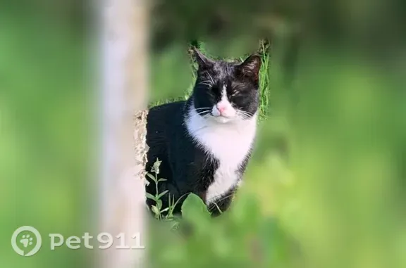 Найдена кошка, Санкт-Петербург, фото: Найдена кошка, улица Костюшко, 13 к1, Санкт-Петербург