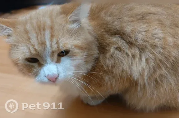 Найдена кошка, Нижний Новгород, фото: Найдена кошка, Адмирала Макарова, д. 3 к2, Нижний Новгород — молодой пушистый кот