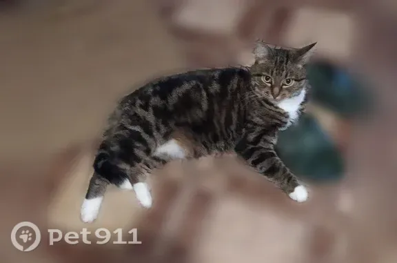 Пропала кошка, Территория СНТ «Золушка» — взрослый кот, 13 лет - photo