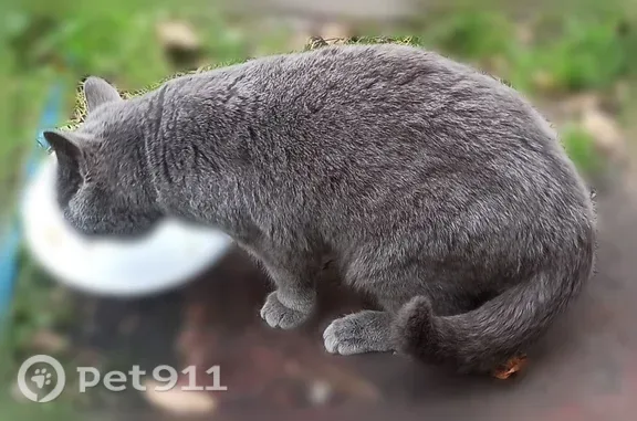 Найдена кошка, Челябинск, фото: Найдена кошка, район Тракторозаводский, Челябинск — серая британка с оранжевыми глазами