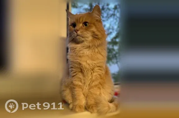 Пропала кошка, Байконурская, д. 15, Санкт-Петербург — рыжая, 10 лет - photo