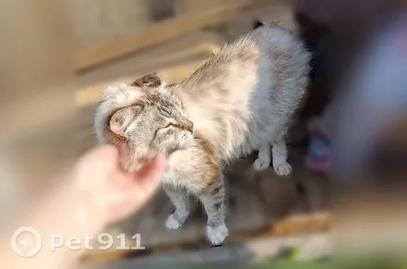 Найдена кошка, Ишим, фото: Найдена кошка, Равнинная, д. 2а, Ишим — кот с голубыми глазами