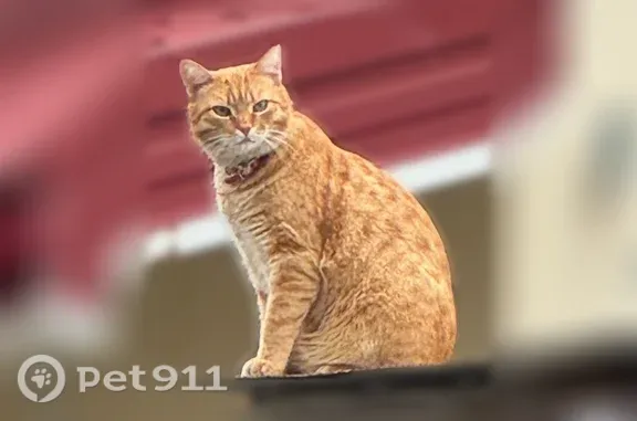 Кошки потеряшки, Тюмень, фото: Потеряшка кошка, Марины Расковой, д. 44, Тюмень — рыжий толстенький котик с красным ошейником