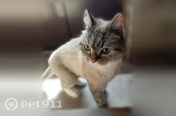 Найдена кошка, Оренбург, фото: Найдена кошка, Хакимова, Оренбург — кремовый окрас, голубые глаза