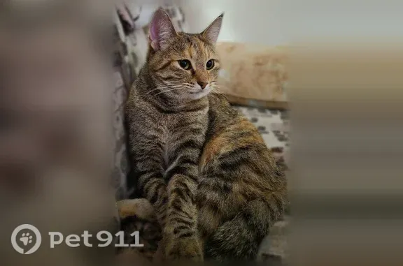 Кошки потеряшки, Киров, фото: Потеряшка кошка, Киров — черепаховый окрас