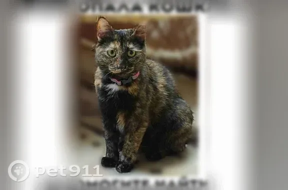 Пропала кошка, ул. Кирова, д. 27а, Стерлитамак — пухленькая, короткошёрстная - photo