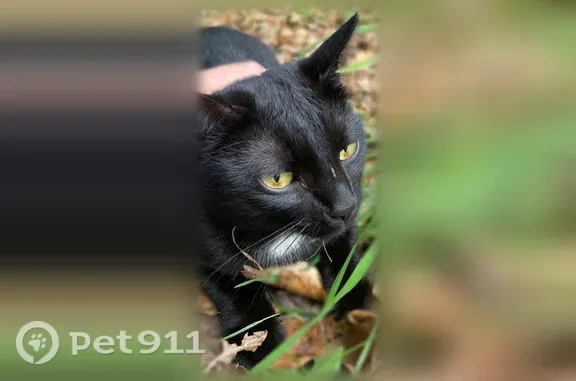 Найдена кошка, Район Калининский (г Уфа), Моторостроителей, д. 17, Уфа — добрая и игривая - photo