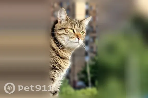 Пропала кошка, Билимбаевская, д. 41, Екатеринбург — домашняя, напугана - photo
