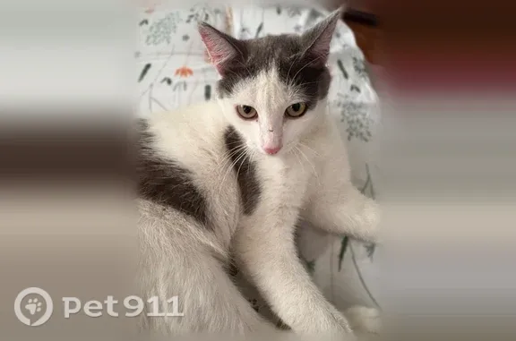 Пропала кошка, Магнитогорск, Киевская, Магнитогорск — кот в чёрном ошейнике - photo