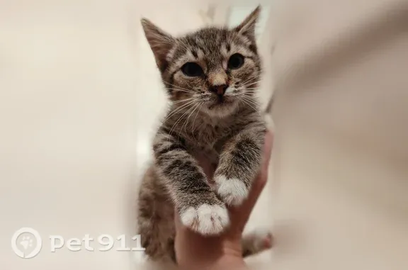 Кошка ищет дом, Кимры — ласковая и активная - photo