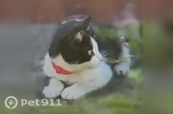 Пропала кошка, Задонская, Елец — кот с розовым ошейником - photo