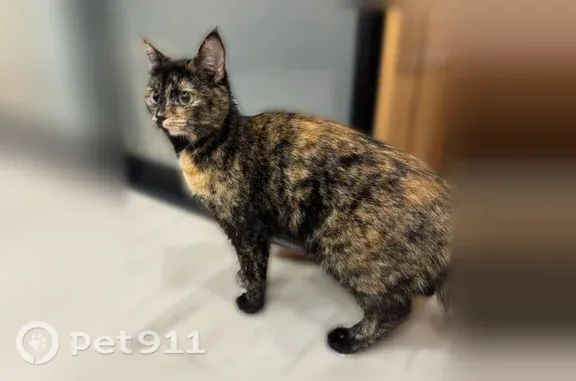Найдена кошка, Медведево, фото: Найдена кошка, пгт Медведево, Дмитрия Средина, д. 7а, Медведево — очень напугана