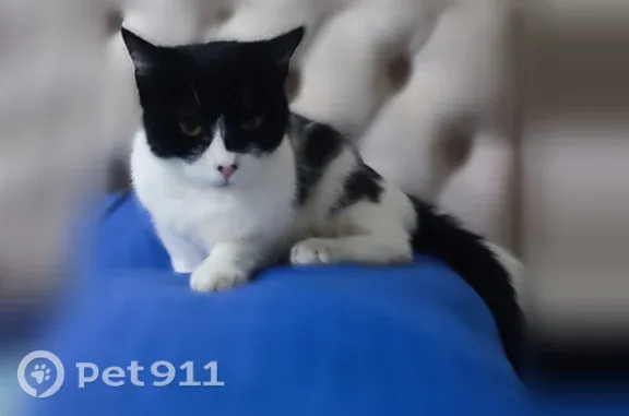 Найдена кошка, Севастополь, фото: Найдена кошка, Район Ленинский (г Севастополь), Якова Иванова, д. 19, Севастополь — чёрно-белая