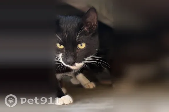 Пропала кошка, Приморский, д. 56, Санкт-Петербург — годовалый котик окраса «маркиз» - photo