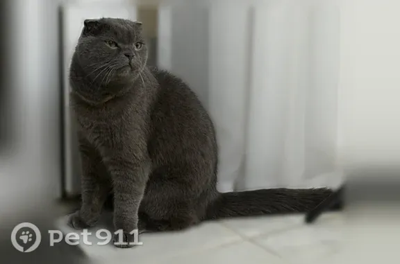 Найдена кошка, Анапа, фото: Найдена кошка, Владимирская, д. 154, Анапа — вислоухая, с золотистым ошейником