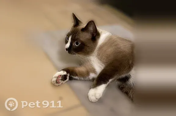 Найдена кошка, Тюмень, фото: Найдена кошка, Тюмень, Мельникайте, д. 138а — крупный ласковый кот