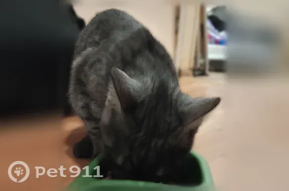 Найдена кошка, Ярославль, фото: Найдена кошка, Нефтяников, д. 30 к. 2, Ярославль — тёмно-серая, игривая и ласковая