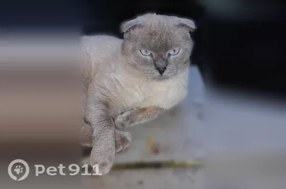 Пропала кошка, Минусинская, д. 8, Москва — котик колор-пойнт, хвост чуть изогнут - photo