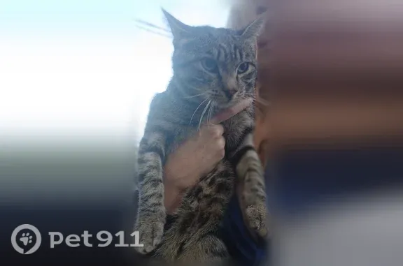Найдена кошка, Чита, фото: Найдена кошка, Чита, Генерала Белика, Чита — ласковый разговорчивый кот