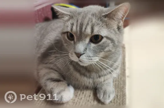 Кошки потеряшки, Сургут, фото: Потеряшка кошка, Сургут — серый окрас, серый ошейник