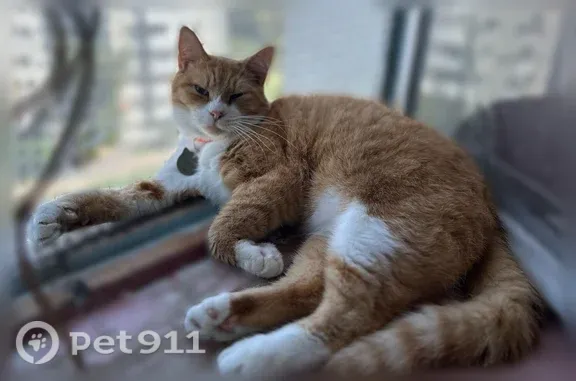 Кошки потеряшки, Белгород, фото: Потеряшка кошка, самец, Костюкова, д. 59, Белгород — рыжая с белым