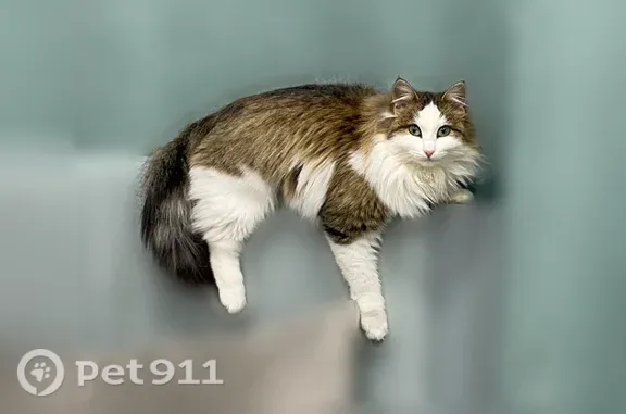 Пропала кошка, Сибай — зелёные глаза, ласковая - photo