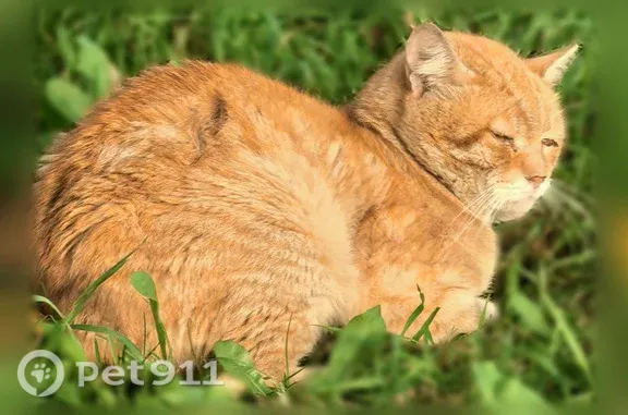 Найдена кошка, Тверь, фото: Найдена кошка, Пролетарская, д. 11, Тверь — рыжая, нужна помощь