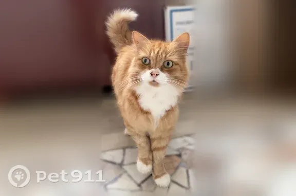 Найдена кошка, Барнаул, фото: Найдена кошка, Зоотехническая, д. 3, Барнаул — рыжая с белыми носочками
