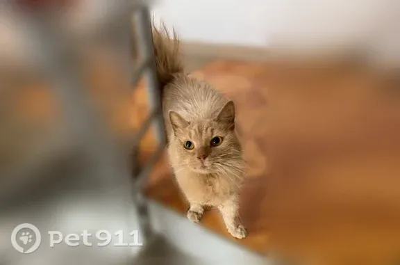 Найдена кошка, Зеленоград, фото: Найдена кошка, Зеленоград, д. 118, Зеленоград — очень ласковая