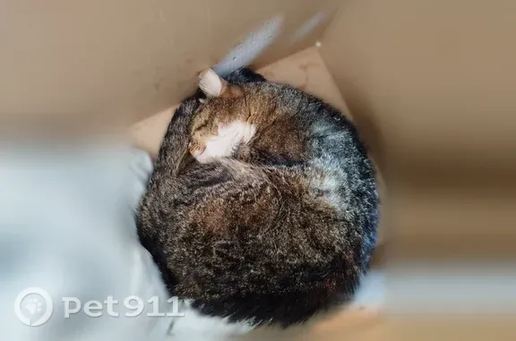 Найдена кошка, Кострома, фото: Найдена кошка, Кострома, Бляхина, Кострома — кот, ищем хозяина