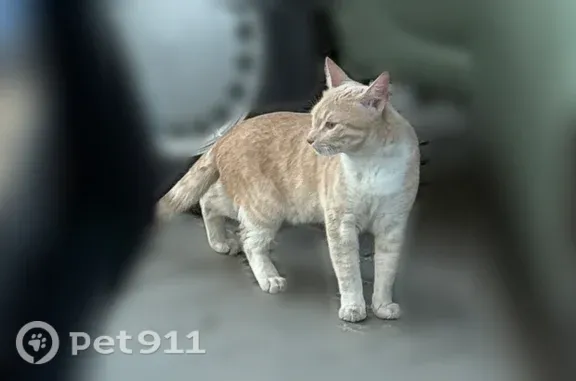 Найдена кошка, Кострома, фото: Найдена кошка, Самоковская, Кострома — металась у «Магнита» и «Пятёрочки»