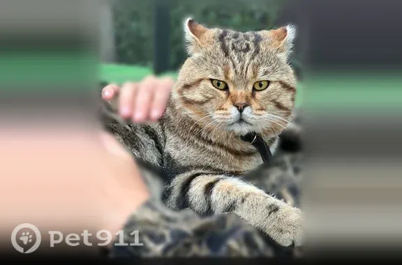 Пропала кошка, Водопроводная, д. 14, Томск — упитанный кот с отметиной на левом боку - photo