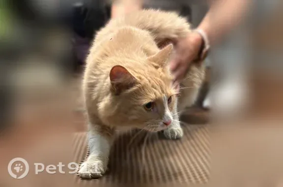 Найдена кошка, Королёв, фото: Найдена кошка, Королёв — очень ласковая