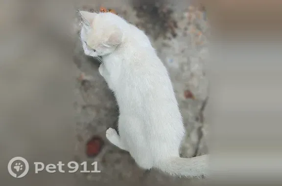 Найдена кошка, Волгоград, фото: Найдена кошка, Бобруйская, д. 8, Волгоград — белая с песочным напылением на голове
