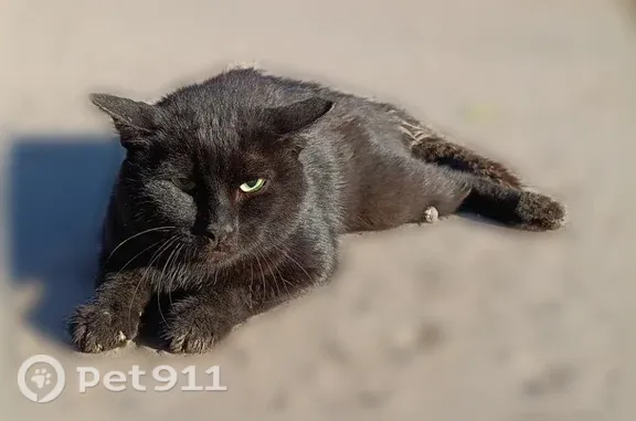 Найдена кошка, Ярославль, фото: Найдена кошка, Труфанова, д. 1, Ярославль — чистая и ухоженная