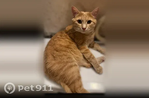 Пропала кошка, Подвойского, д. 7, Тамбов — крупный, светло-рыжий кот - photo