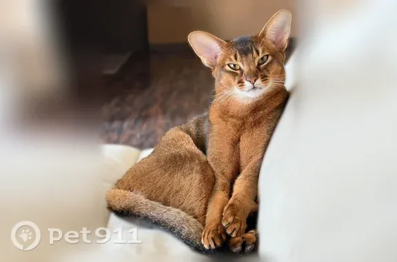 Пропала кошка, Учительский, д. 14, Краснодар — отзывается на кличку Макс - photo
