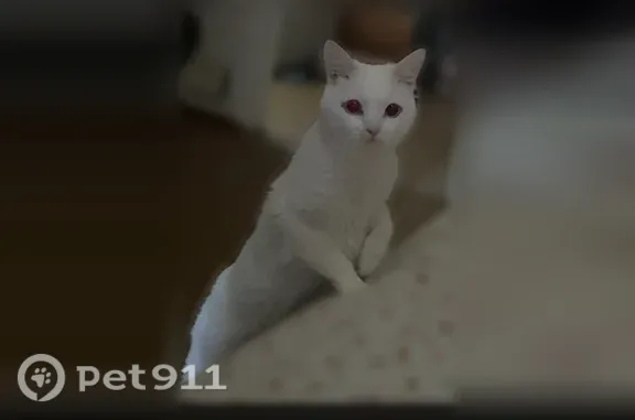 Пропала кошка, Ленская, д. 3, Санкт-Петербург — белый ласковый кот - photo