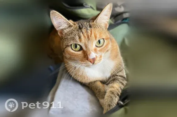 Кошки потеряшки, Калинино, фото: Потеряшка кошка, Село Калинино, Ленина, Калинино — далеко не уходила