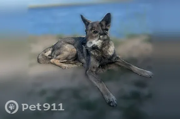 Пропала собака, Якутск, Вилюйский 15 км — 16 лет, плохо видит и слышит - photo