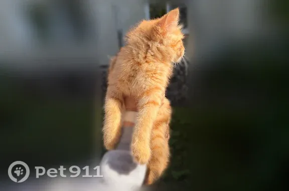 Найдена кошка, Федотова, д. 5, Жуковский — ищет добрые руки - photo