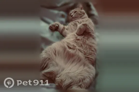 Домашняя кошка, убежала. Есть ошейник черного цвета с разноцветными камушками Кастрированная. Очень пугливая