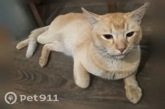 Пропала кошка, Баумана, д. 48, Нижний Новгород — спокойная и кремовая - photo