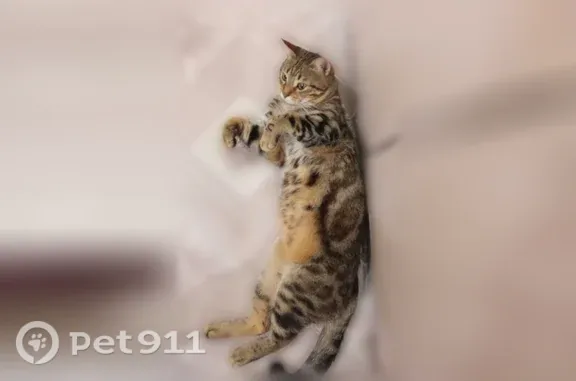 Пропала кошка, Олега Кошевого, д. 50, Лиски — смесь с бенгальским котом - photo