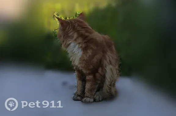 Найдена кошка, Щербинка, фото: Найдена кошка, Щербинка, 1-я Центральная, Щербинка — рыжий мейн-кун, подгибает лапу