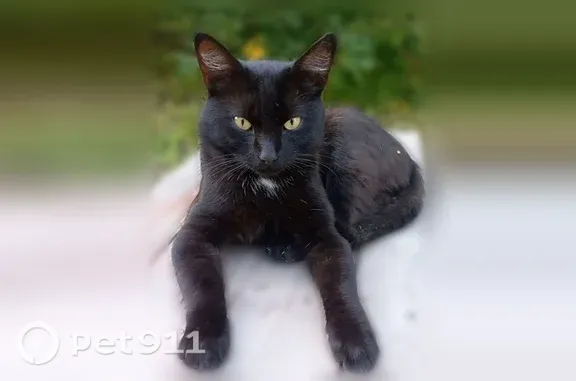 Пропала кошка, 2-я Новая, д. 35, Мытищи — кот с белым пятном на груди - photo